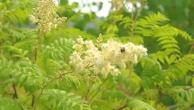 4K夏日炎炎唯美植物蜜蜂绿色视频的预览图